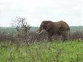 Elephant in Phinda
